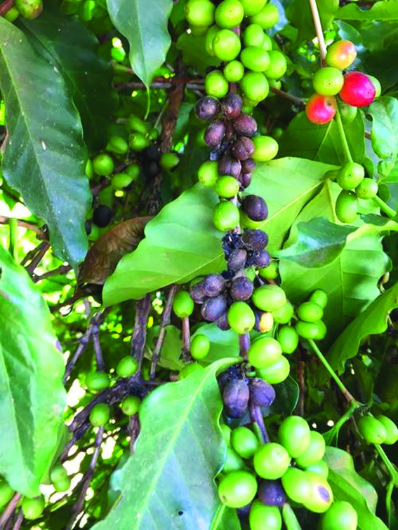 Mancha de phoma: Como identificar sua presença no cafeeiro?