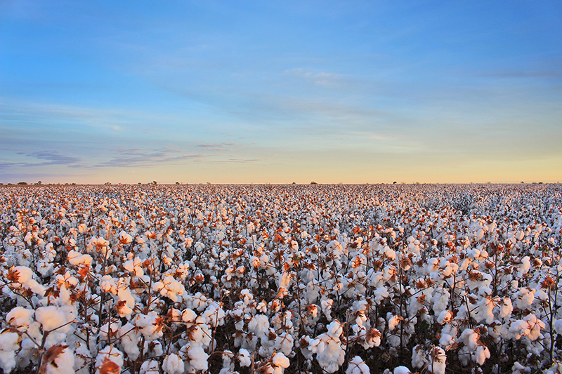 Algodão baiano avança no cumprimento dos critérios de sustentabilidade
