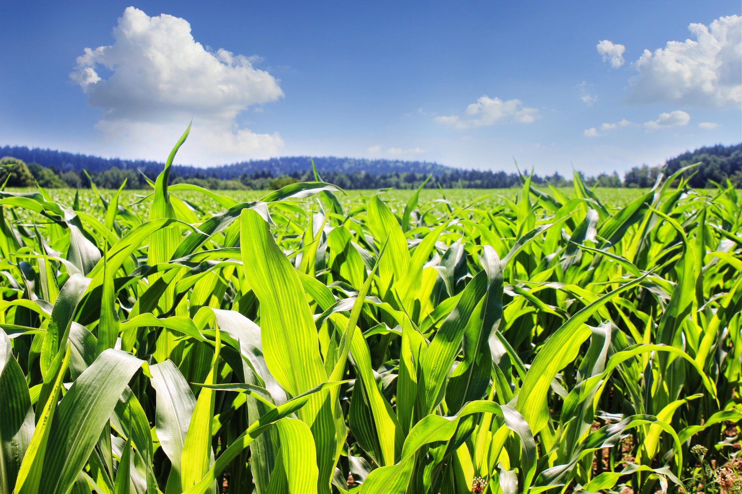 Penhorar safras pode ser a solução da inadimplência no Agronegócio?