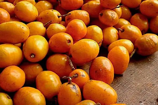 Fruto do cajá