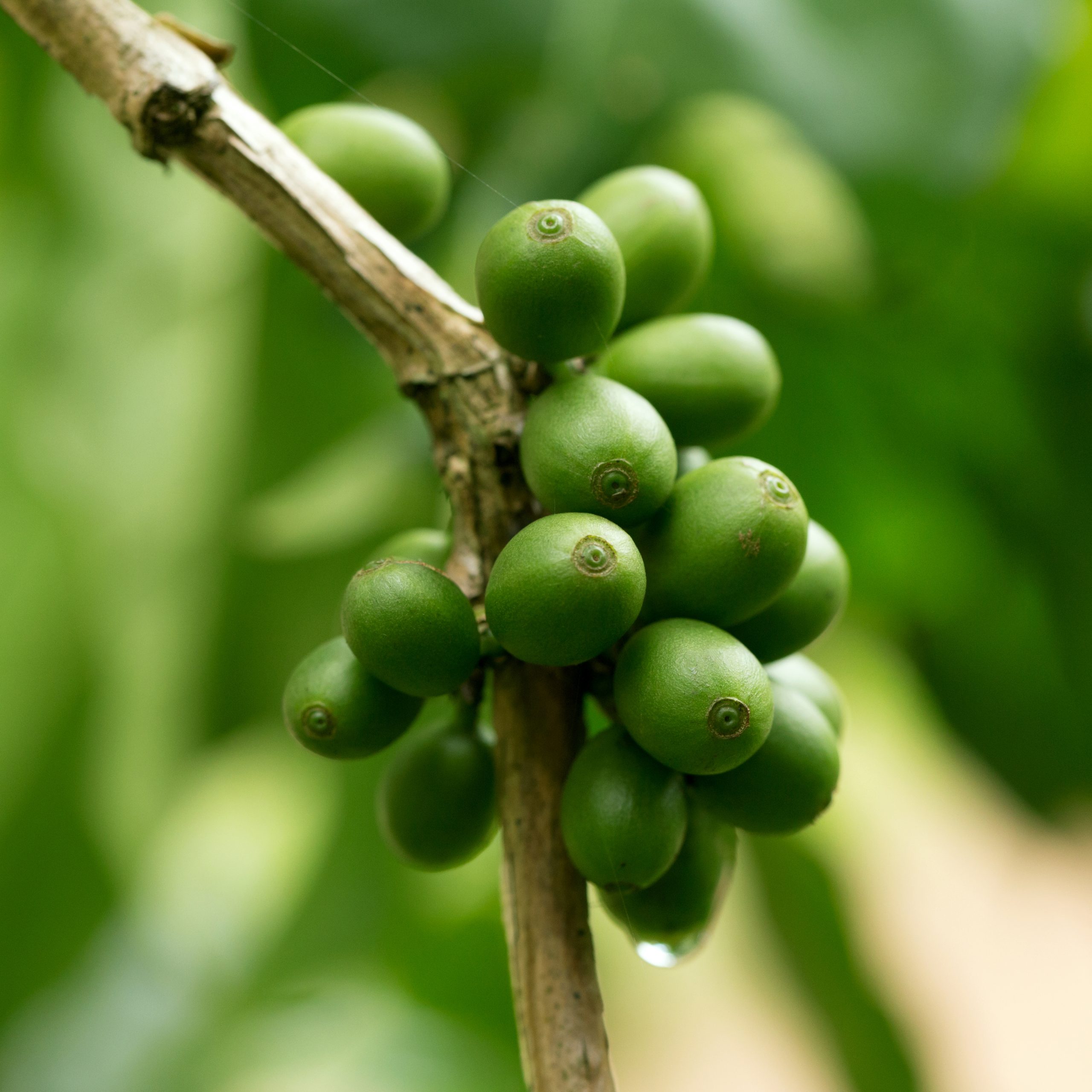 Café - Crédito: shutterstock