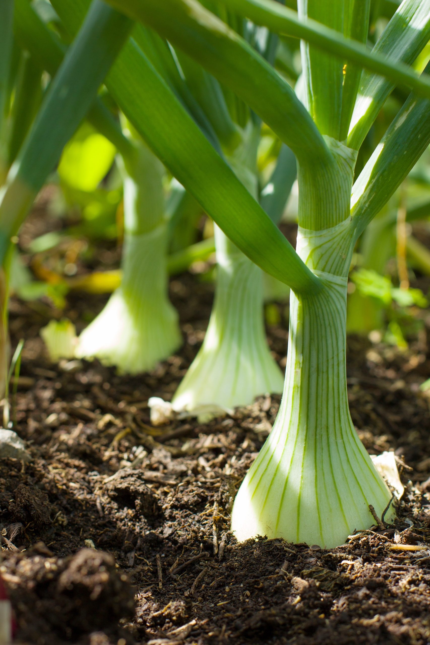 Cebola - Crédito: Shutterstock