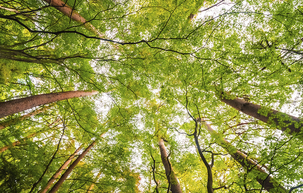 Natureza preservada em celebração ao Dia Mundial do Meio Ambiente