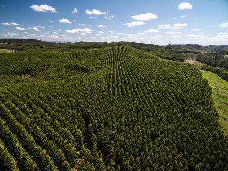 Imagem ilustrando diferentes tipos de eucalipto em plantação florestal