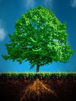Natureza preservada em celebração ao Dia Mundial do Meio Ambiente