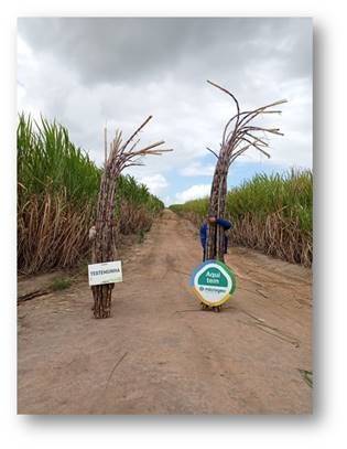 Cana-de-açúcar em estrada rural