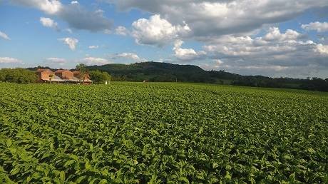 plantação de tabaco
