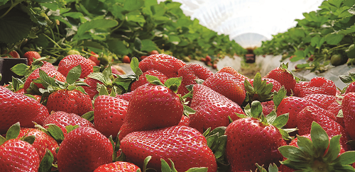 morangos vermelhos em plantação