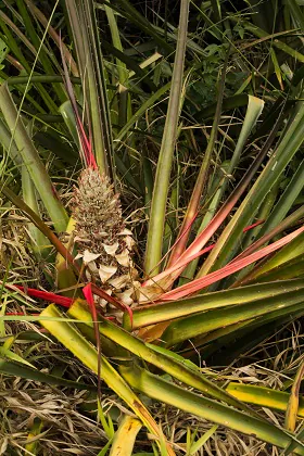 Planta brasileira de caraguatá