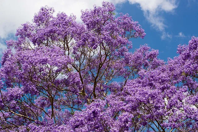 Foto mostra planta de Jacarandá