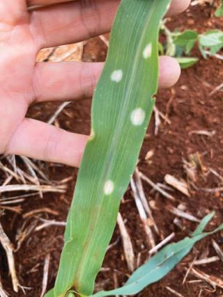 Holcus spot no milho: manchas foliares bacterianas