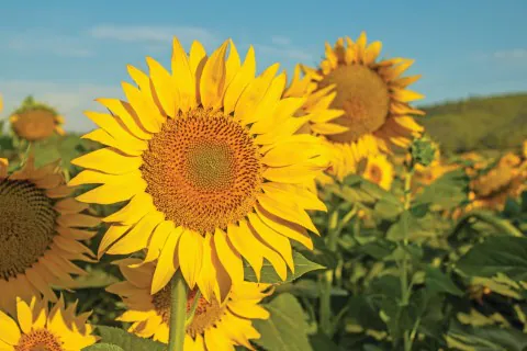 Campo de girassol em flor, representando o cultivo agrícola