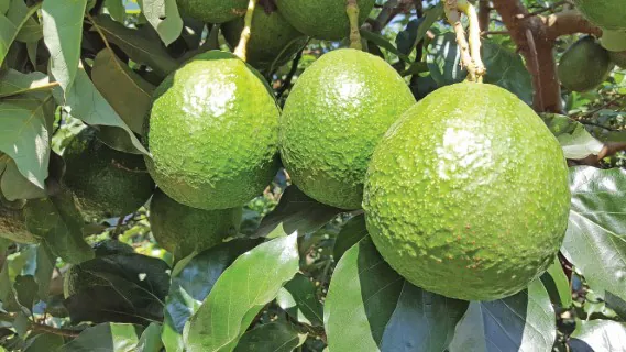 plantação de Abacate Margarida
