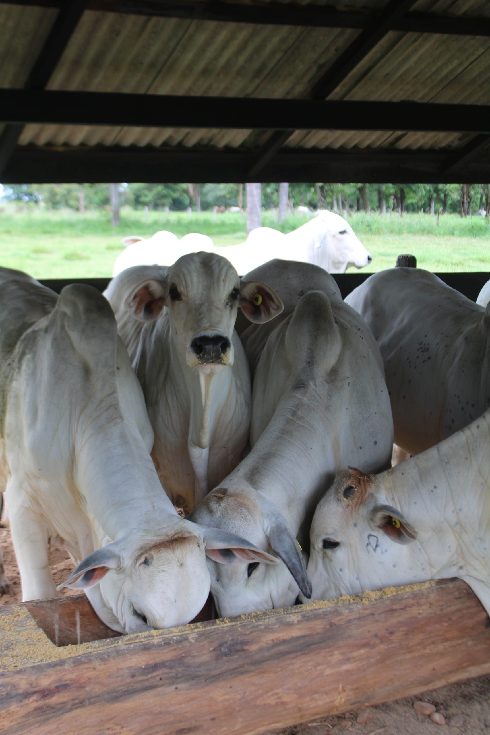 Gado precisa ser prevenido da Brucelose Bovina