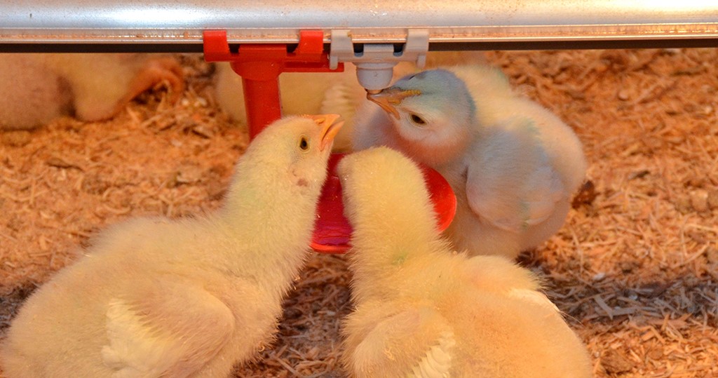 Aplicativo da Embrapa para monitorar cascudinho na avicultura com inteligência artificial