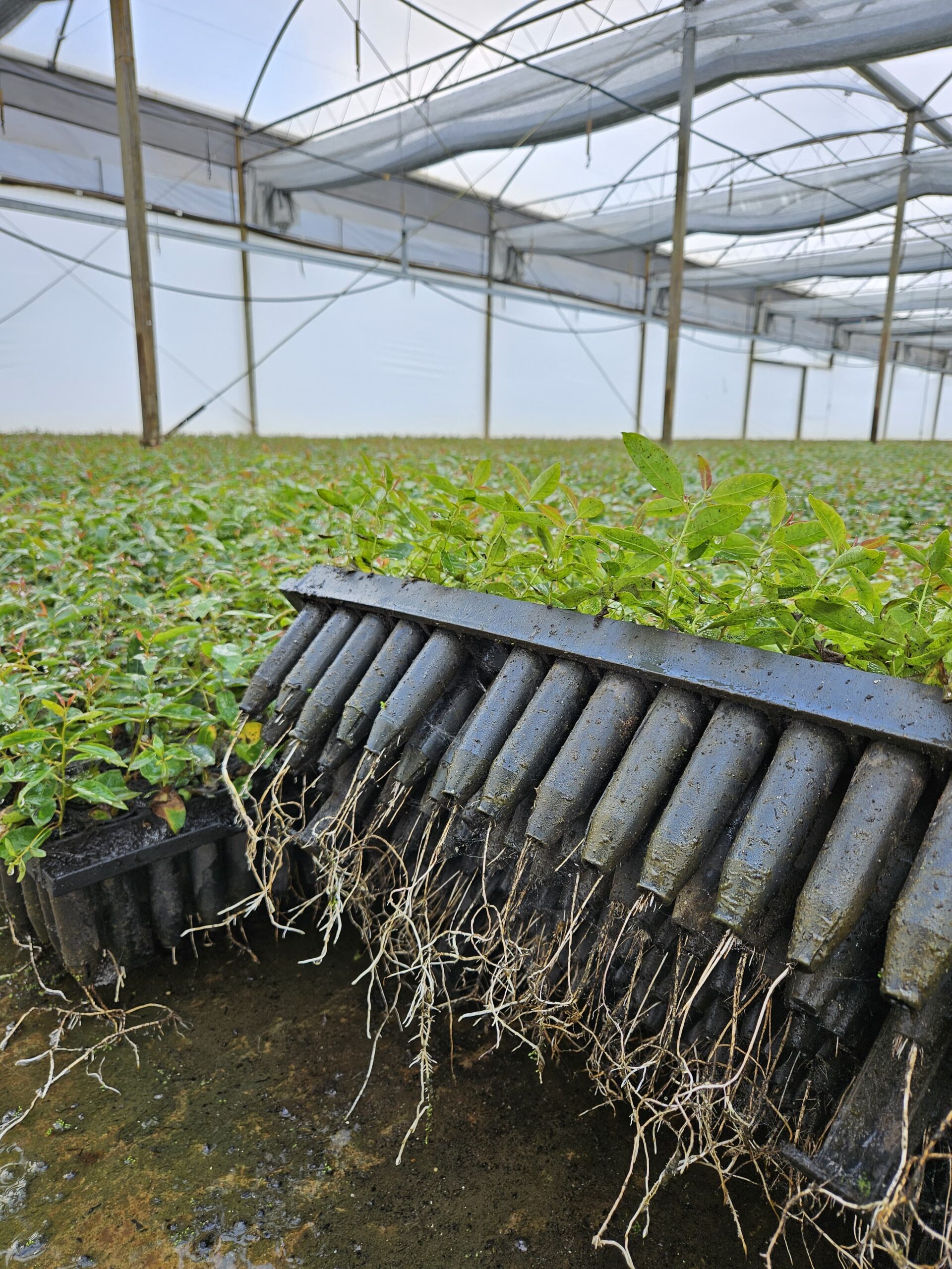 Mudas florestais com raízes vigorosas cultivadas em substrato Jiffy