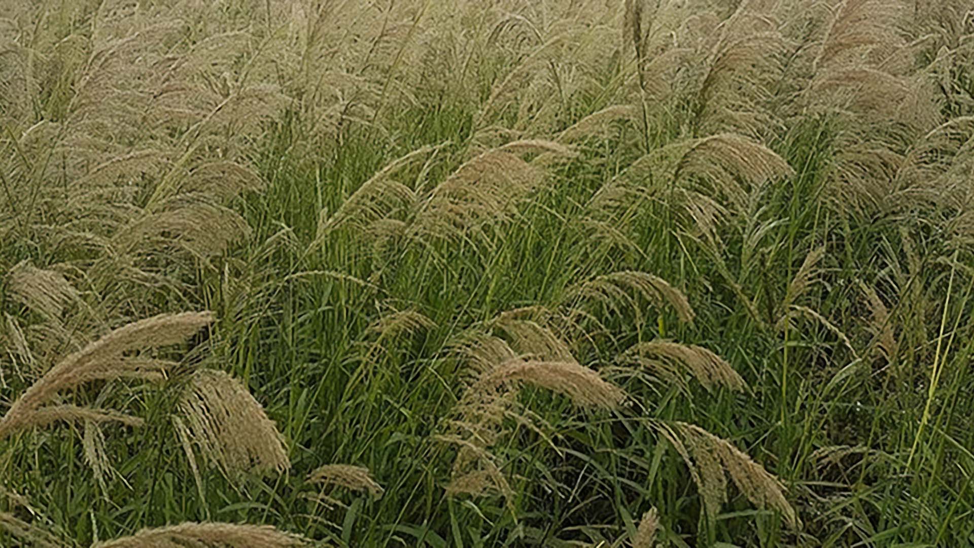 Infestação de capim amargoso em área de cultivo agrícola