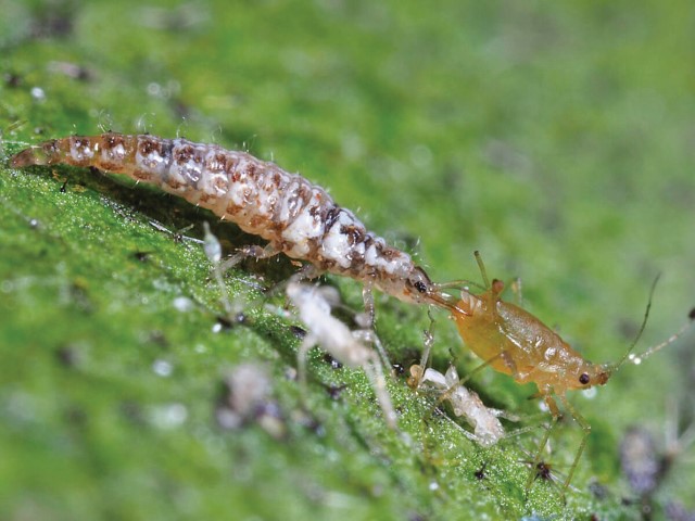 Predadores naturais no controle biológico de pragas agrícolas