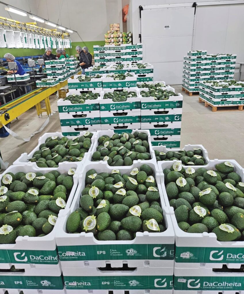Transporte e armazenagem de frutas com uso de caminhão refrigerado e embalagens adequadas