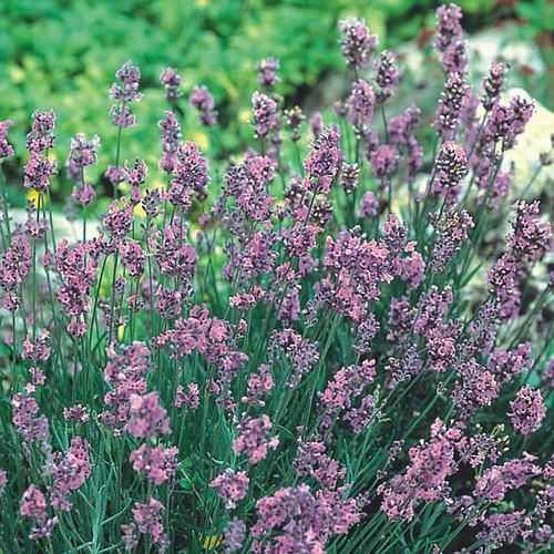 Horta com hortaliças típicas do inverno sob clima ameno