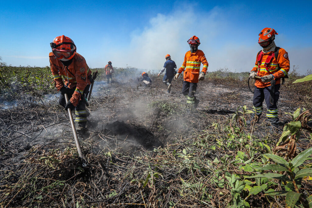 ForestFire 2025