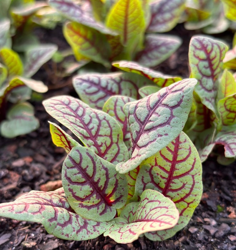 planta da calusne farms