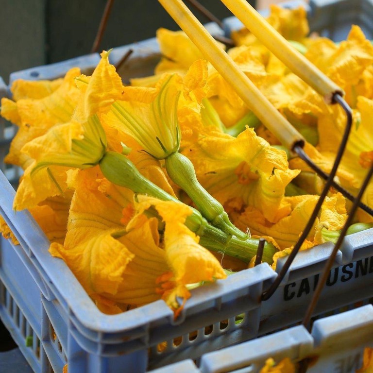 Miniabobrinha com flor da Calusne Farms
