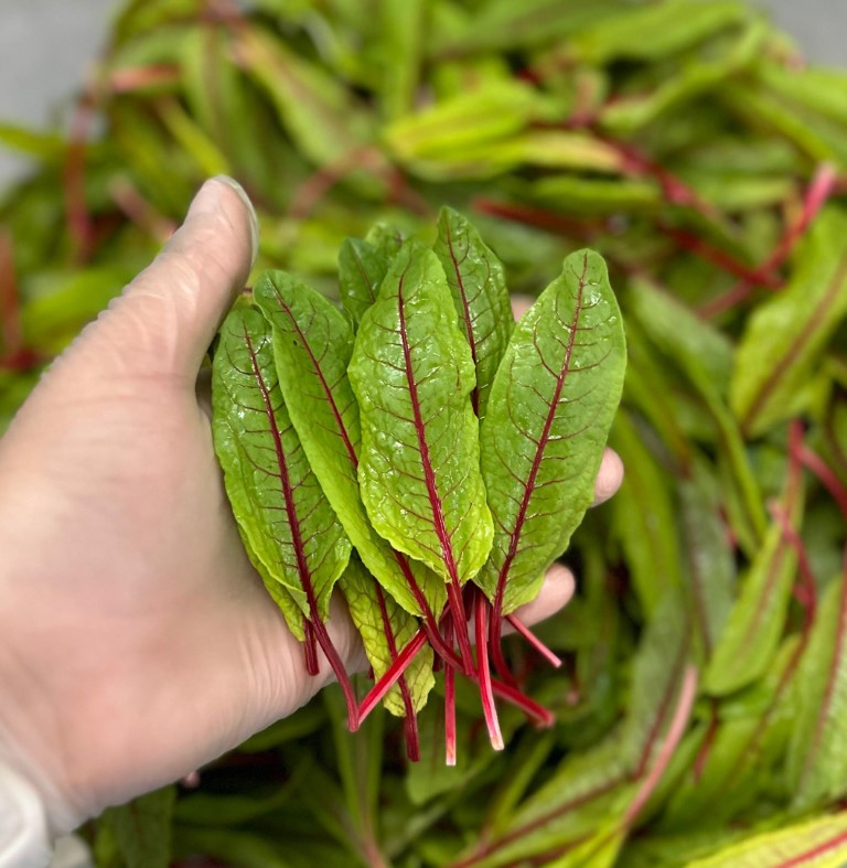 Folha de sor na Calusme Farms