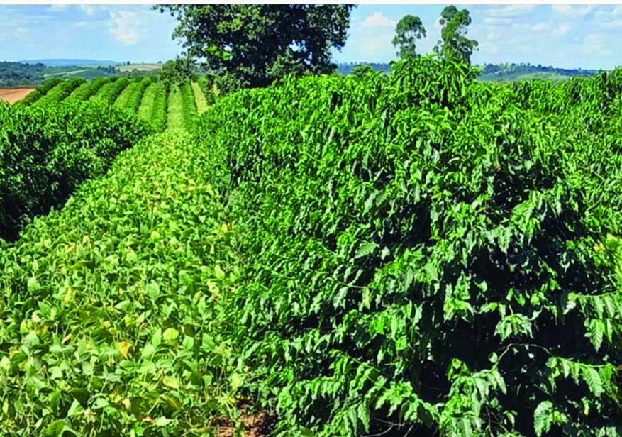 Fileiras consorciadas de café e soja em lavoura no sul de Minas Gerais