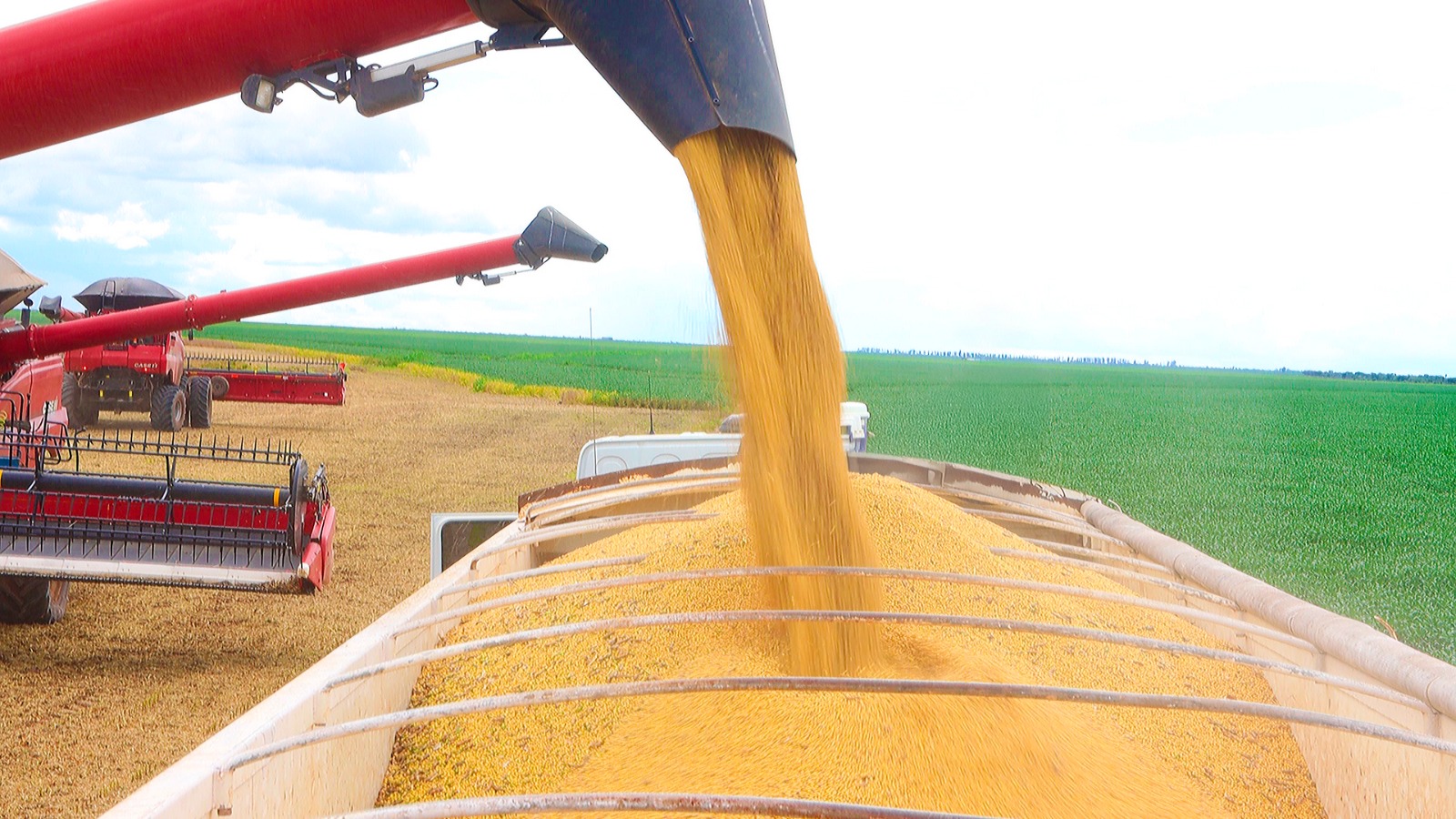 Colheita da safra de soja na Bahia alcança produtividade recorde com práticas sustentáveis