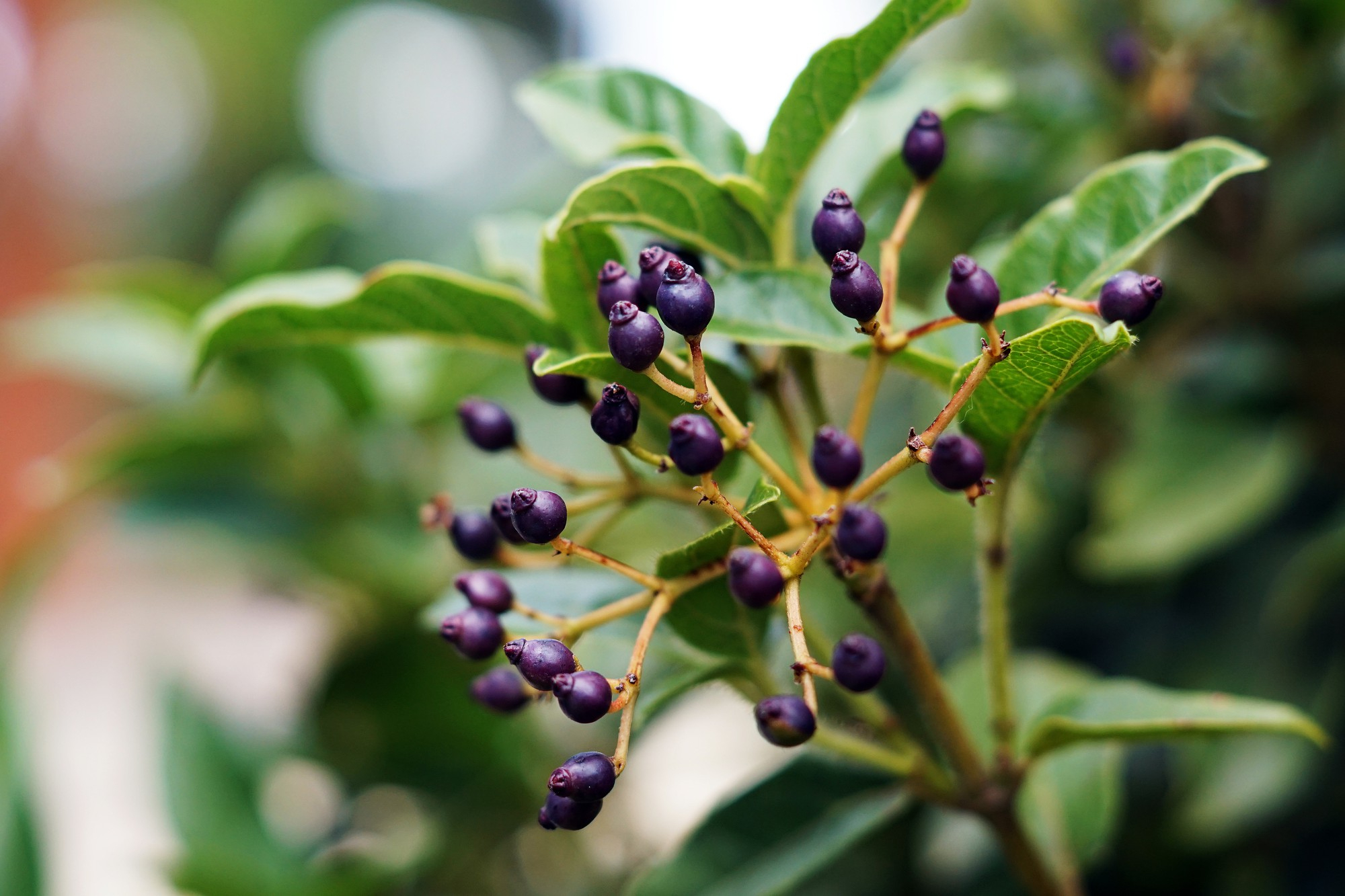 Planta frutífera cultivada em vaso com frutos maduros em ambiente residencial