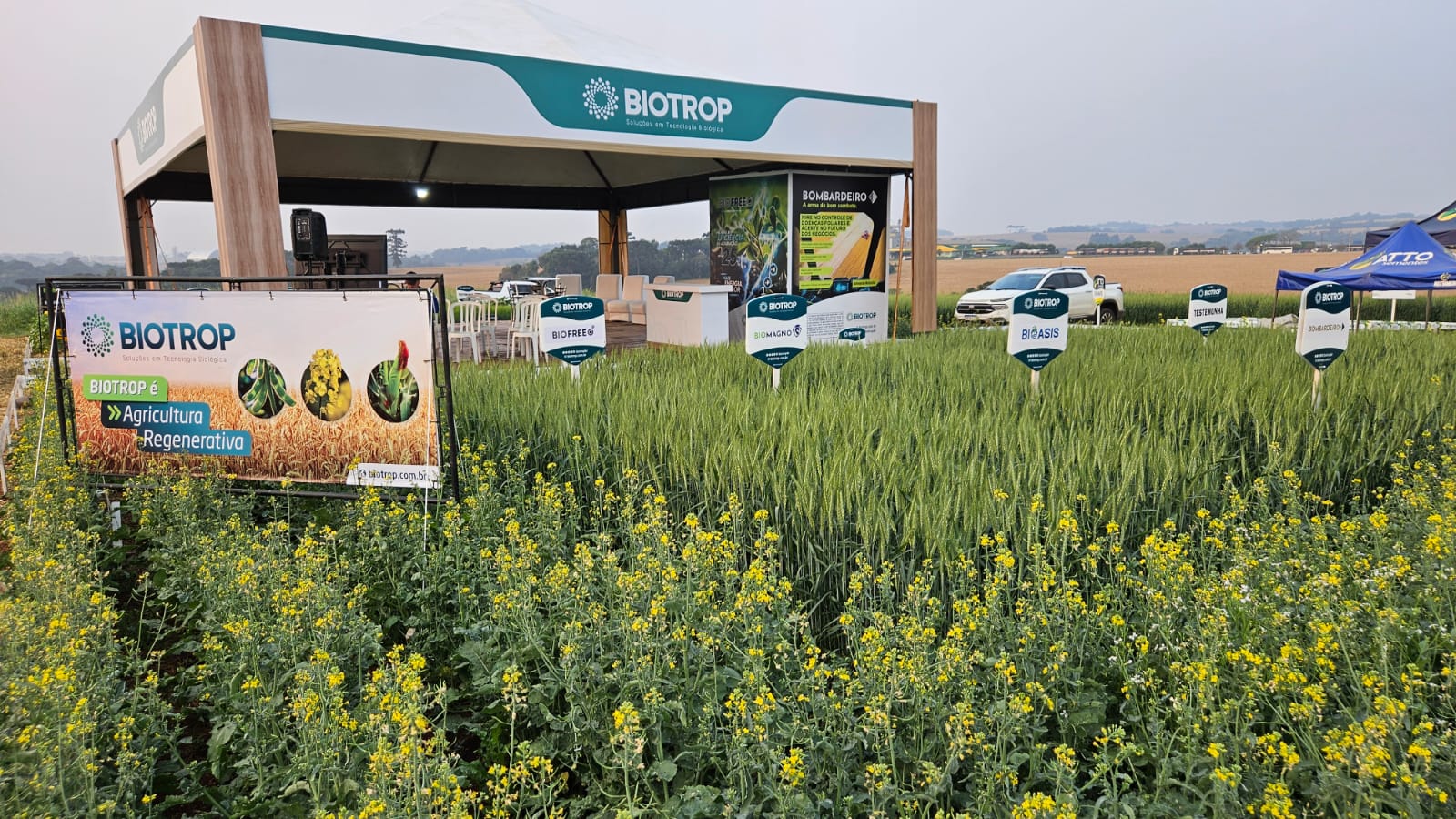 Plantação de canola com flores amarelas no Sul do Brasil
