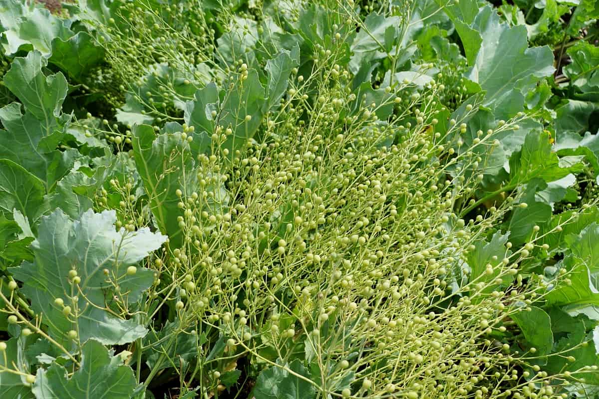 crambe no campo