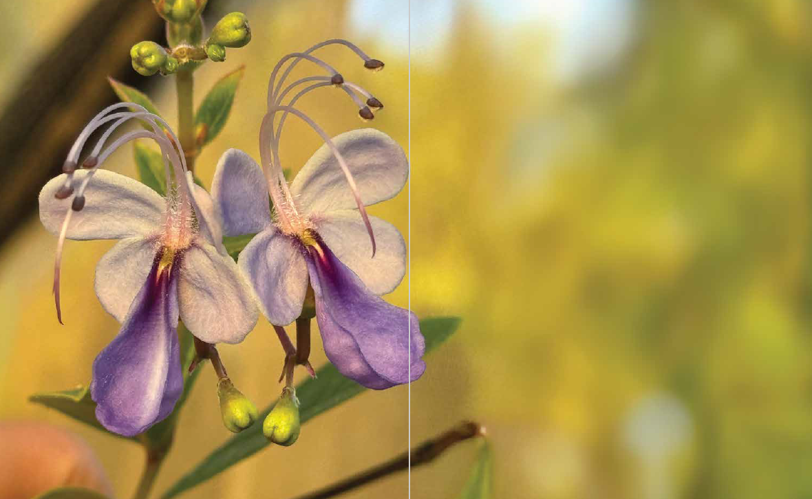 Hortaliças gourmet em campo