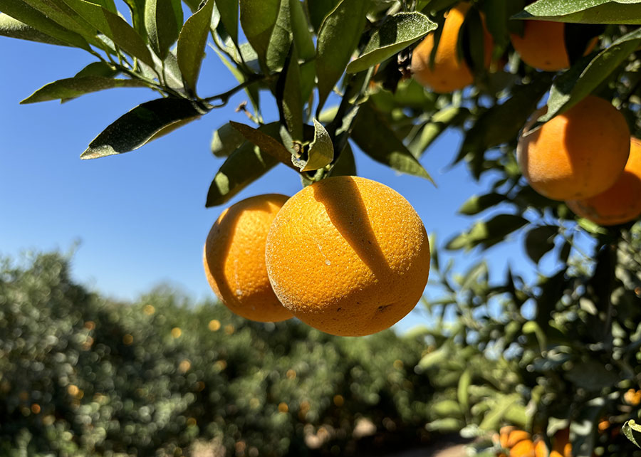 Laranja Majorca colhida em pomar paulista