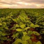 Paraná deve acelerar plantio de soja com chuvas em setembro