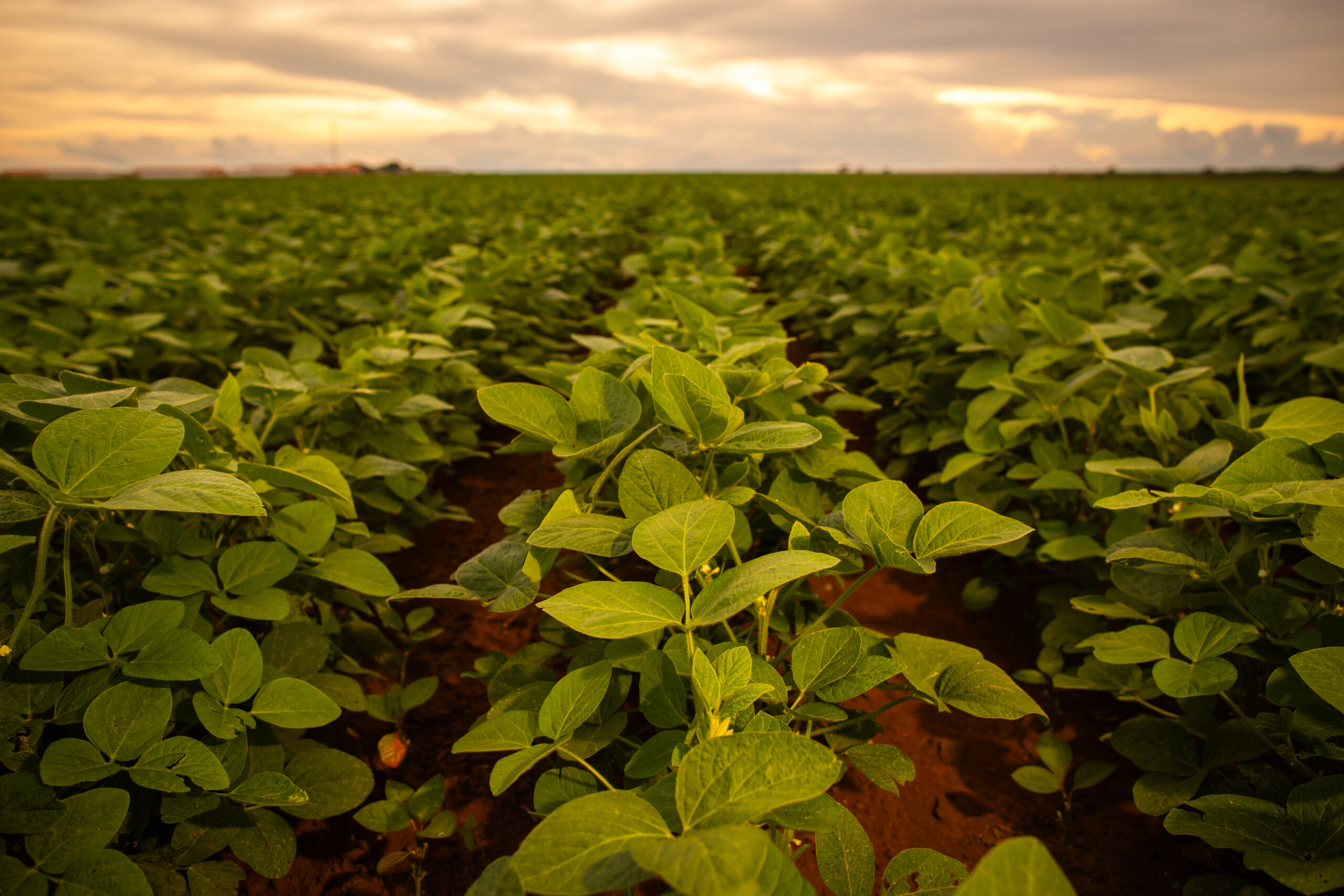 vazio sanitário em Mato Grosso