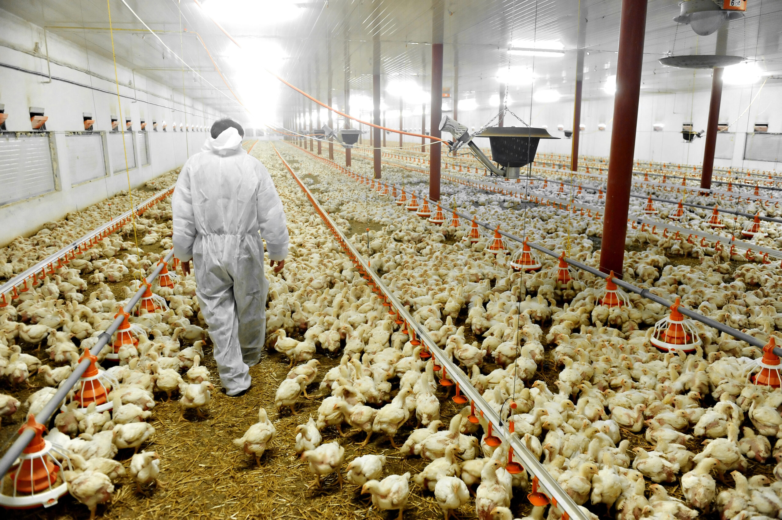 Exportações de carne de frango sobem