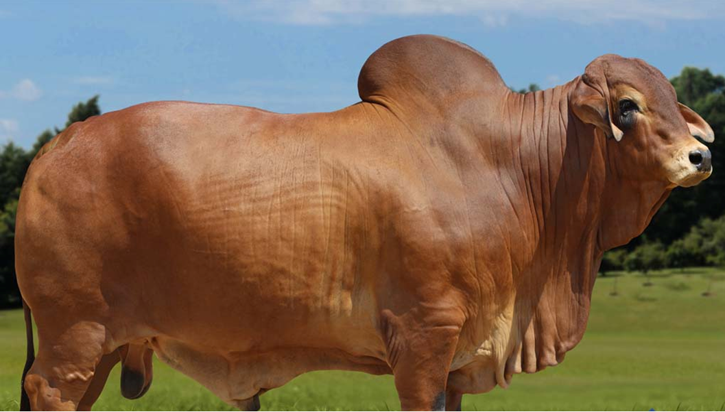 Concept Plus representa vacas em fazenda de pecuária de corte