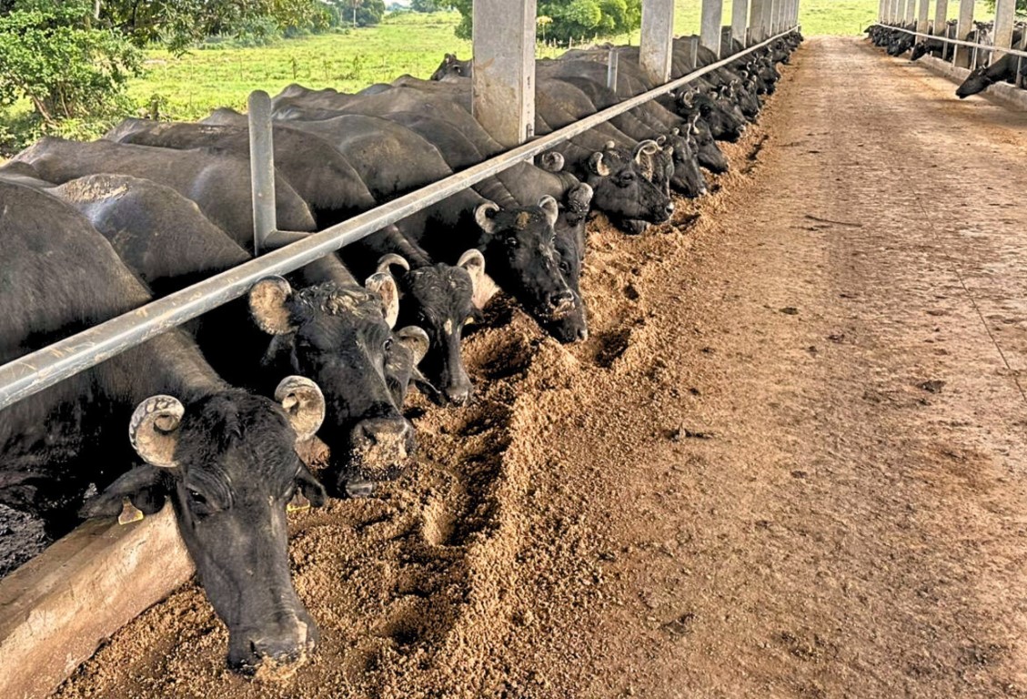 Ordenha de búfalas em fazenda do Recôncavo Baiano durante ampliação da produção