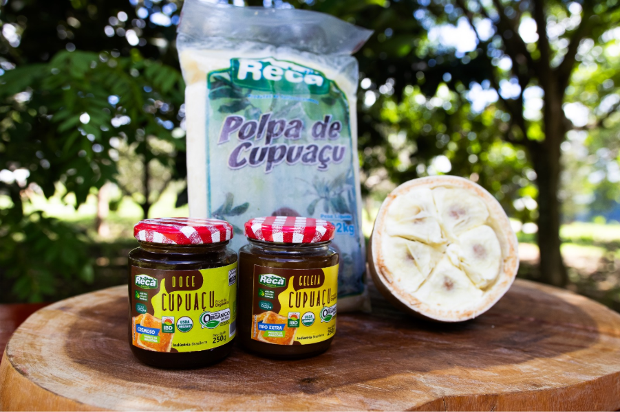 Plantio de cupuaçu no Projeto RECA gera emprego e renda