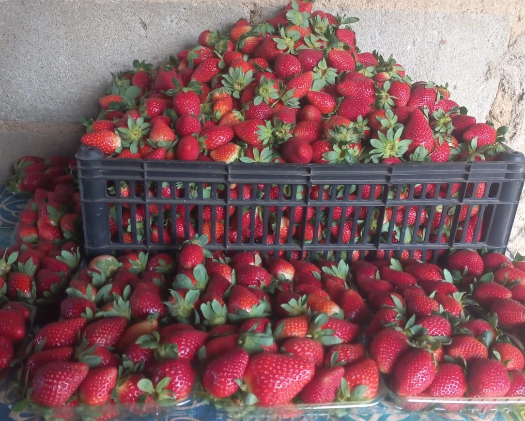 Futuro no Campo incentiva jovem produtor a iniciar cultivo de morango, em Seritinga