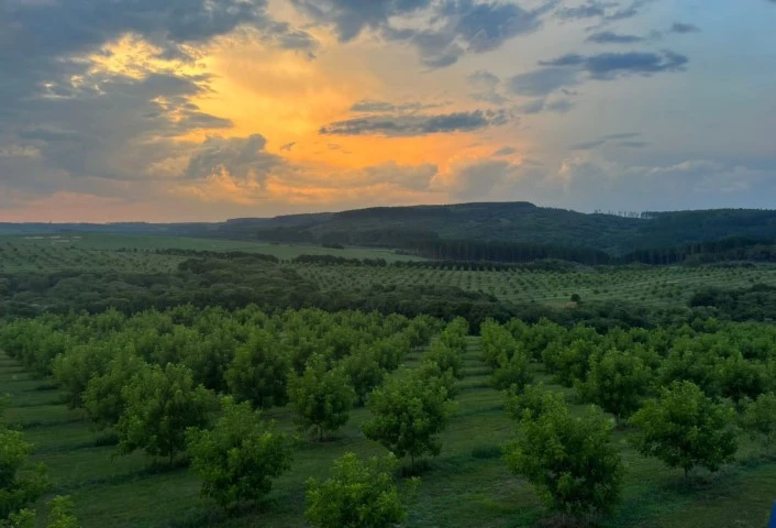 Pomar de noz-pecã em Cachoeira do Sul durante o Enapecan 2025