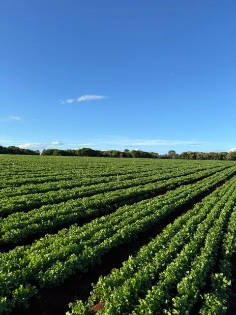 Lavoura de coentro Coimbra apresentando folhas verdes e vigorosas no campo.