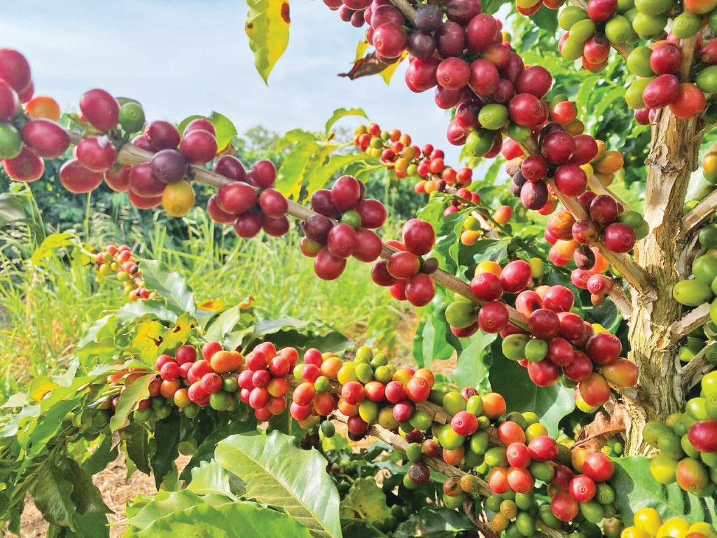 Rustop®: tecnologia e inovação no controle da ferrugem para garantir produtividade do cafezal