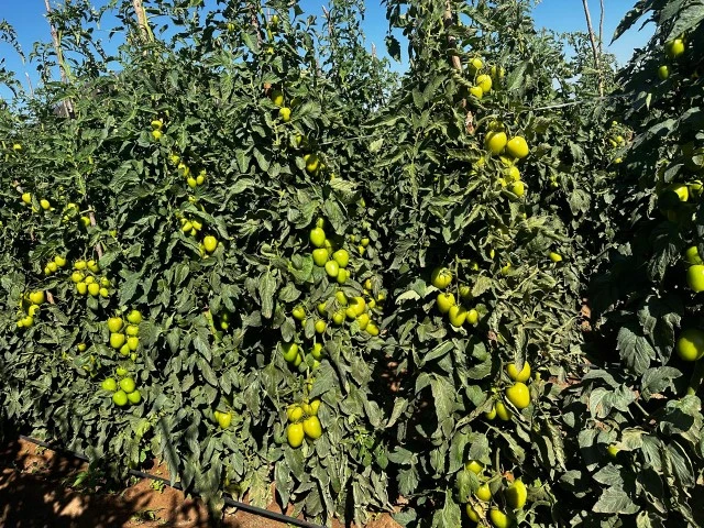 Mercado de tomates híbridos conta com materiais mais resistentes e atrativos