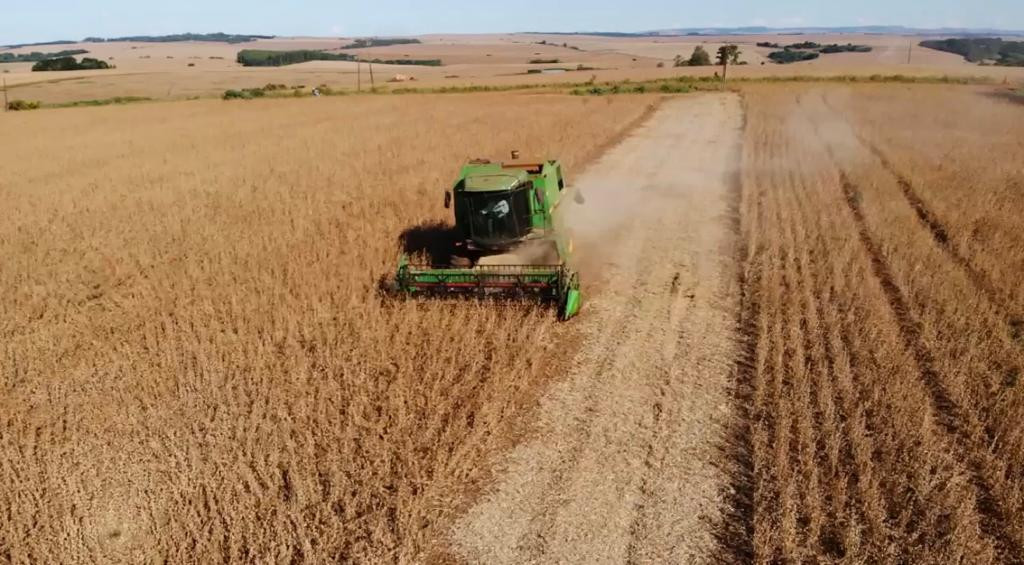 Potássio, cálcio, boro e enxofre na cultura do trigo: como esses nutrientes influenciam na qualidade e produtividade