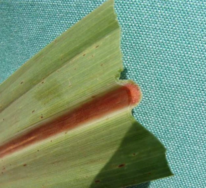 Sintomas de Síndrome da Murcha da Cana