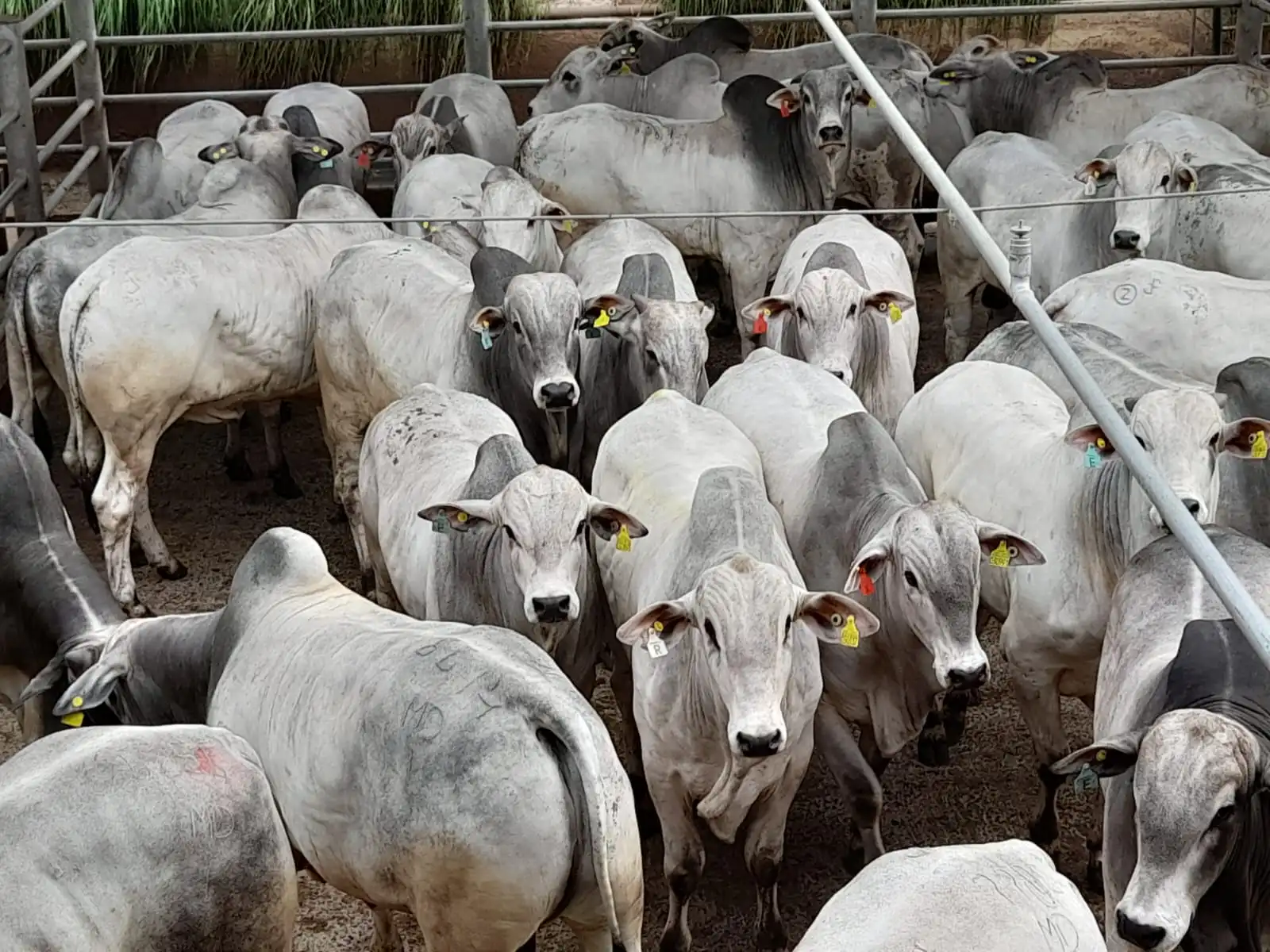 Circuito Nelore de Qualidade: cerca de 1.605 animais serão avaliados em Andradina (SP)  