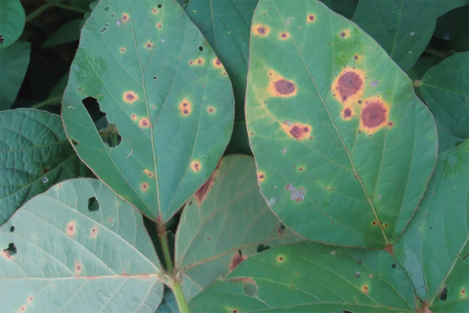 Mancha-alvo da soja se espalha rapidamente pelo Cerrado